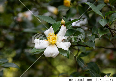 Tea leaf and white flower in tea plantation. Flower of tea on trunk. Beautiful and fresh white tea flower Tea leaf and white flower in tea plantation. Flower of tea on trunk. Beautiful and fresh white tea flower 125040235