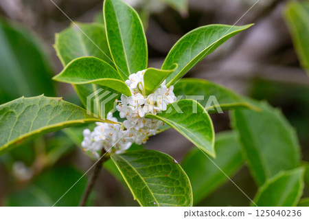 Small white flowers with green leaves, sweet olive. (Osmanthus fragrans) Small white flowers with green leaves, sweet olive. (Osmanthus fragrans) 125040236