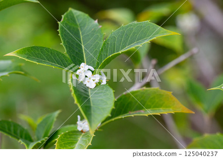 Small white flowers with green leaves, sweet olive. (Osmanthus fragrans) Small white flowers with green leaves, sweet olive. (Osmanthus fragrans) 125040237