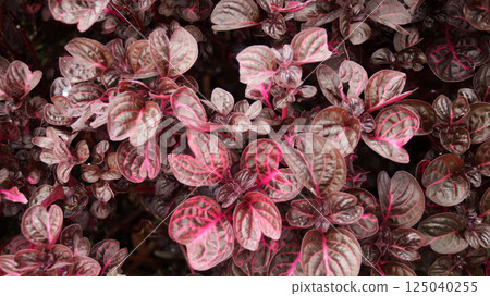 Vibrant Purple Iresine Herbstii Leaves with Intricate Pink Veins in a Lush Garden Setting, Capturing Detailed Texture and Color Contrast Against a Natural Green Background. 125040255