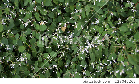 Delicate White Euphorbia Flowers Blooming Amidst Lush Green Foliage in a Serene Outdoor Garden Setting Capturing Natural Beauty and Elegance 125040263