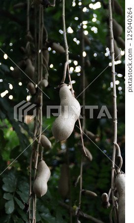 Hanging Kigelia Africana Tree Fruit in Lush Green Forest Canopy with Dense Foliage Background 125040264
