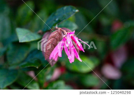 Botanical collection, pink flowers of Loropetalum chinense close up 125040298