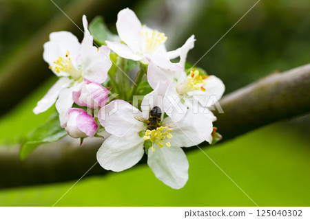 A blooming apple tree. Pink and white apple blossoms on a branch in spring. Floral spring and summer background. 125040302