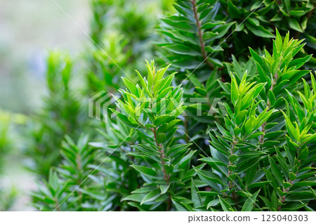 Close-up of green myrtle leaves on a blurred background. Summer background of fresh leaves. Close-up of green myrtle leaves on a blurred background. Summer background of fresh leaves. 125040303