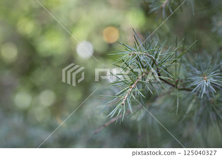 close-up of the Cedrus deodara branch in the park on a blurred background 125040327