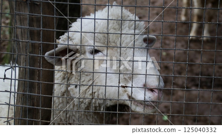 Close up of a White Sheep Behind a Wire Fence at a Farm on a Muddy Path with a Forest Background Close up of a White Sheep Behind a Wire Fence at a Farm on a Muddy Path with a Forest Background 125040332