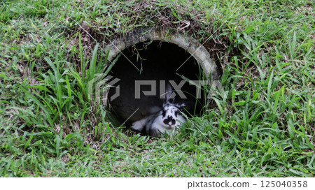 Relaxed black and white rabbit sitting in a small grassy tunnel on a lush green field on a cloudy day 125040358