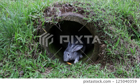 Gray rabbit eating a carrot in a grassy tunnel on a lush green field under a cloudy sky 125040359