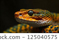 Close up dangerous deadly poisonous cobra snake on black background. 125040575