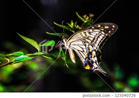 燕尾蝶 燕尾蝶 125040726