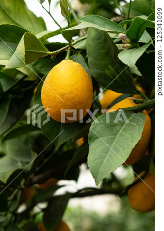 Meyer Lemon Tree with Ripe Yellow Fruits 125041099
