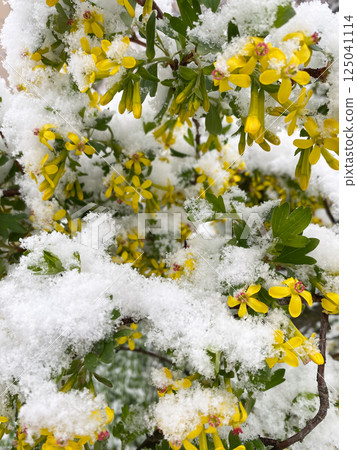 A flowering currant bush is covered with snow. Weather and climate. 125041114