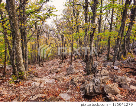 Rocky hiking trail through a morning beech forest. Rocky hiking trail through a morning beech forest. 125041279