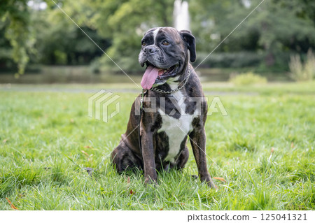 beautiful 3 years old purebred golden brown german boxer dog puppy jumping playing outdoor shooting 125041321