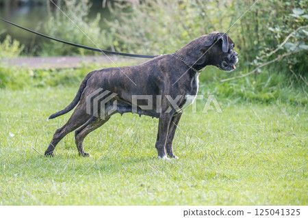 beautiful 3 years old purebred golden brown german boxer dog puppy jumping playing outdoor shooting 125041325