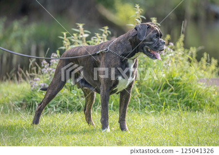 beautiful 3 years old purebred golden brown german boxer dog puppy jumping playing outdoor shooting 125041326