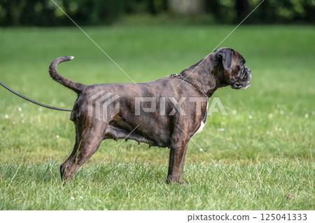 beautiful 3 years old purebred golden brown german boxer dog puppy jumping playing outdoor shooting beautiful 3 years old purebred golden brown german boxer dog puppy jumping playing outdoor shooting 125041333