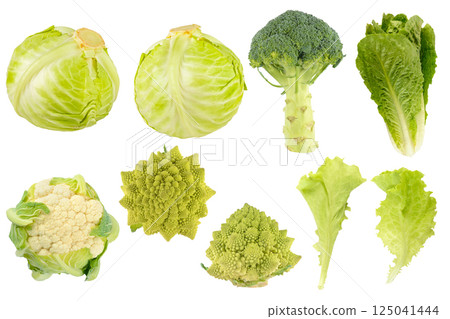 Collection of different types of cabbage isolated on white Collection of different types of cabbage isolated on white 125041444