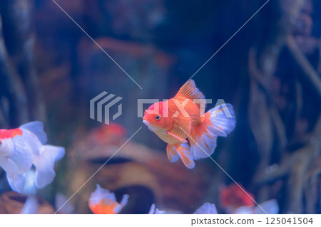 A vibrant orange goldfish swimming gracefully among aquatic plants, showcasing its beauty in a serene underwater setting. 125041504