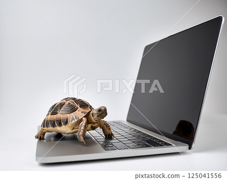 An open laptop and a turtle on a white background An open laptop and a turtle on a white background 125041556