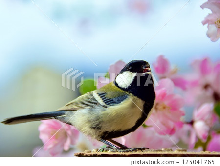 A pink garden, a garden where tits sing. A pink garden, a garden where tits sing. 125041765