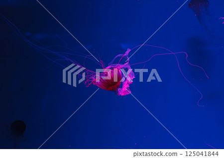 underwater photos of jellyfish chrysaora pacifica jellyfish japanese sea nettle underwater photos of jellyfish chrysaora pacifica jellyfish japanese sea nettle 125041844