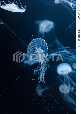 underwater photos of atlantic sea nettle jellyfish chrysaora quinquecirrha underwater photos of atlantic sea nettle jellyfish chrysaora quinquecirrha 125041848