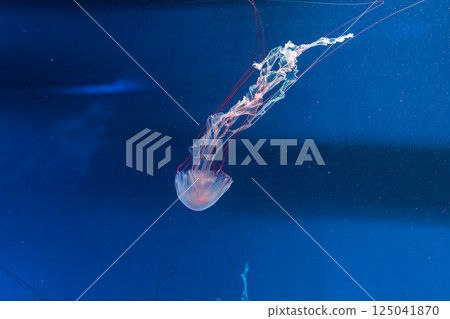 underwater photography jellyfish Purple striped jelly. Chrysaora colorata underwater photography jellyfish Purple striped jelly. Chrysaora colorata 125041870