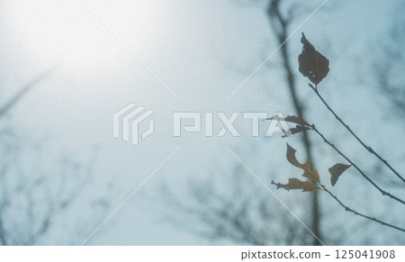 秋天的樹林 125041908