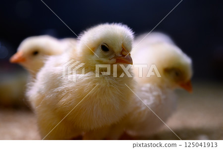Chick	 125041913