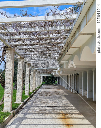 Serene Pathway Through Tree Tunnels: A Peaceful Walk in Nature Serene Pathway Through Tree Tunnels: A Peaceful Walk in Nature 125041944