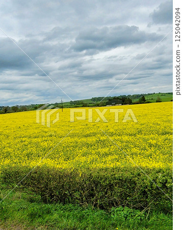 Green Yellow meadow shot in daylight 125042094