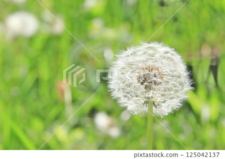 蒲公英 5 蒲公英絨毛在風中搖曳 蒲公英 5 蒲公英絨毛在風中搖曳 125042137