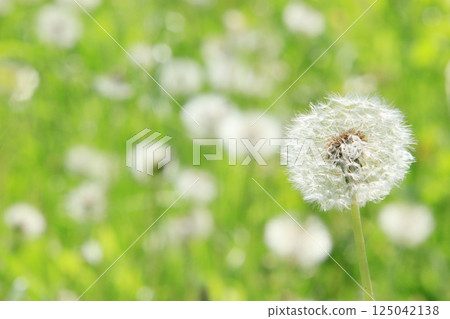 Dandelion 5 Fluffy dandelion fluff Dandelion 5 Fluffy dandelion fluff 125042138