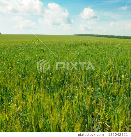 Green field of wheat with ears and bright sky. Green field of wheat with ears and bright sky. 125042531
