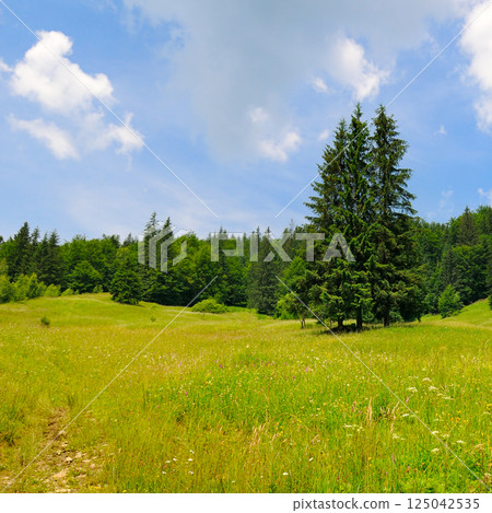 grassy meadow in carpathian mountain range of ukraine. 125042535