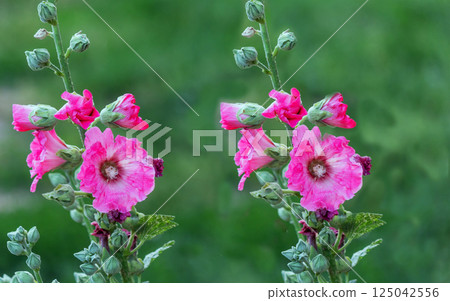 Two blooming pink hollyhocks in a summer garden on a natural green background Two blooming pink hollyhocks in a summer garden on a natural green background 125042556
