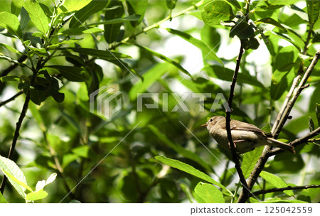 The marsh warbler sits in the greenery .Europe The marsh warbler sits in the greenery .Europe 125042559