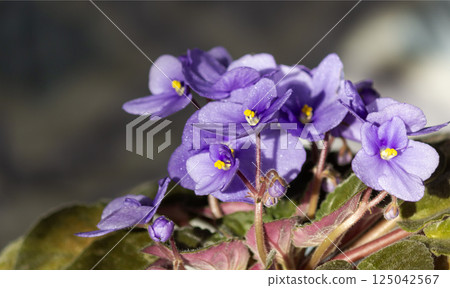African violet in a pot, highlighted against a natural background 125042567