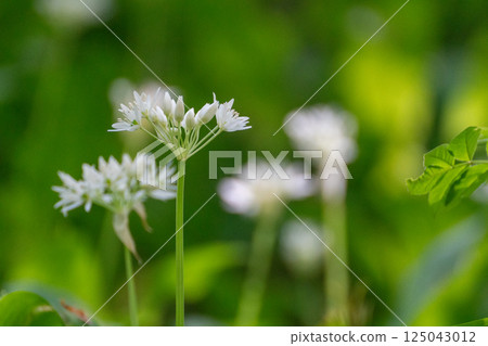 Wild Garlic Flowers, Closeup, Green Meadow. Close-up of delicate white flowers blooming on tall green stalks against a blurred green background. 125043012