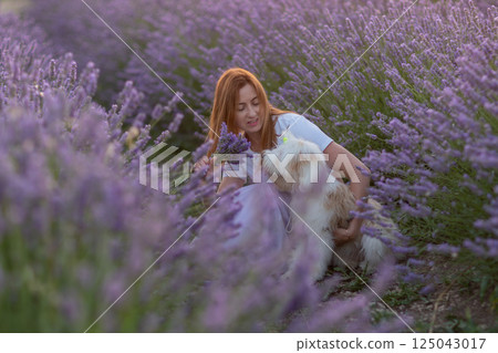 A woman sits in a field of lavender flowers with a dog by her side A woman sits in a field of lavender flowers with a dog by her side 125043017