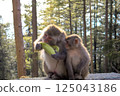 Wildlife Shot of Rhesus Macaque Monkey 'Macaca Mulatta' Mother Peeling Corn with Her Mouth While Baby Watches in Forest Background 125043186