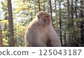 Sunlit Wildlife Portrait of a Rhesus Macaque Monkey 'Macaca Mulatta' Sitting Calmly in Forest Blur Background 125043187
