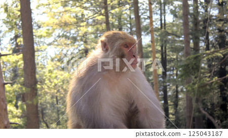 Sunlit Wildlife Portrait of a Rhesus Macaque Monkey 'Macaca Mulatta' Sitting Calmly in Forest Blur Background Sunlit Wildlife Portrait of a Rhesus Macaque Monkey 'Macaca Mulatta' Sitting Calmly in Forest Blur Background 125043187