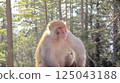 Calm Rhesus Monkey 'Macaca Mulatta' Resting in Sunlight with Forest Background, Wildlife Close-Up Shot 125043188