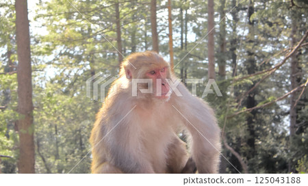 Calm Rhesus Monkey 'Macaca Mulatta' Resting in Sunlight with Forest Background, Wildlife Close-Up Shot 125043188