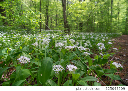 Wild Garlic Flowers Forest Springtime Blooming in a lush green forest, a carpet of wild garlic flowers blooms in springtime. 125043209