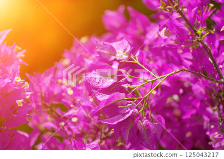 Bougainvillea glabram flower, paperflower. Beautiful magenta bougainvillea tree on sunny spring day 125043217