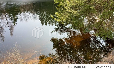 A Serene Reflection in a Beautiful and Tranquil Forest Pond, Surrounded by Natures Splendor A Serene Reflection in a Beautiful and Tranquil Forest Pond, Surrounded by Natures Splendor 125043364
